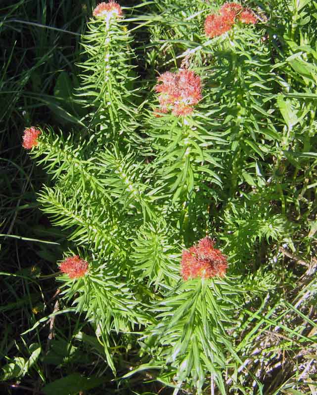 Image of Rhodiola linearifolia specimen.