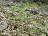 Mercurialis perennis. Плодоносящее растение. Краснодарский край, Крымский р-н, окр. станицы Гладковская, тенистый дубово-грабовый лес. 12.05.2018.