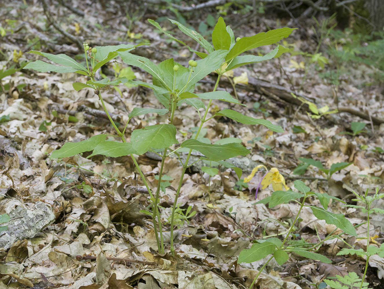 Изображение особи Mercurialis perennis.