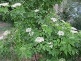 Sambucus nigra