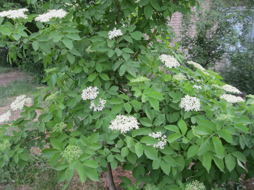 Image of Sambucus nigra specimen.