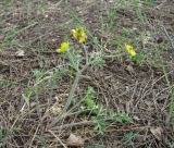 Ranunculus oxyspermus