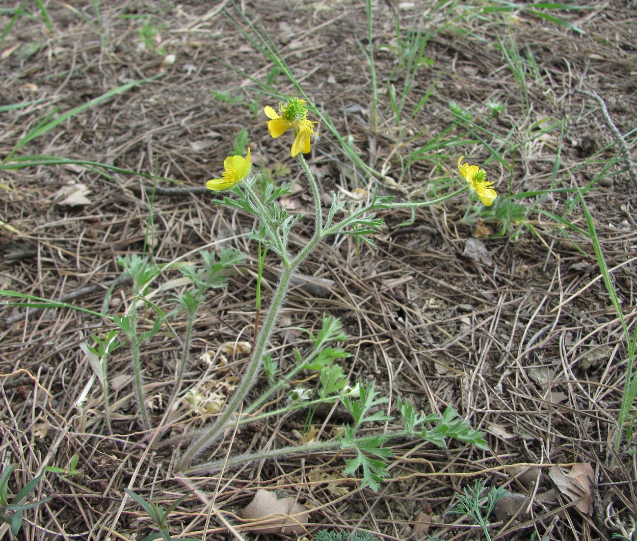 Image of Ranunculus oxyspermus specimen.