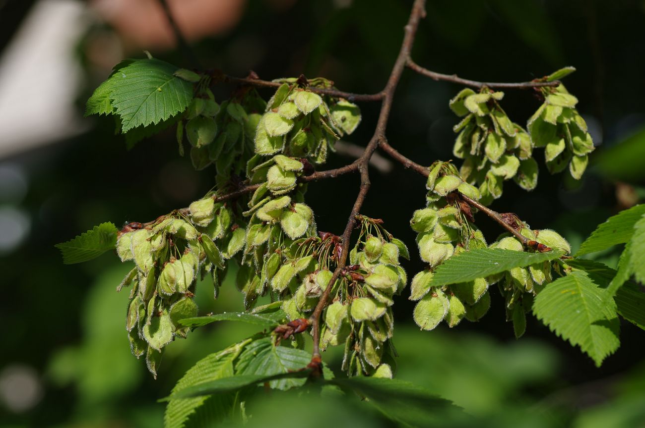 Image of Ulmus laevis specimen.