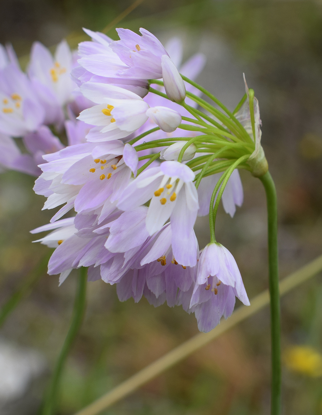 Изображение особи Allium roseum.