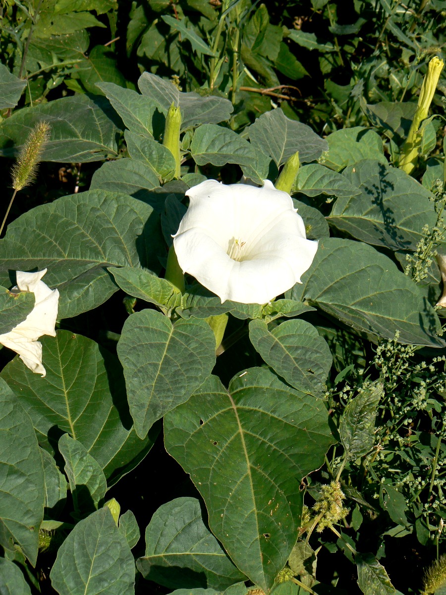 Image of Datura innoxia specimen.