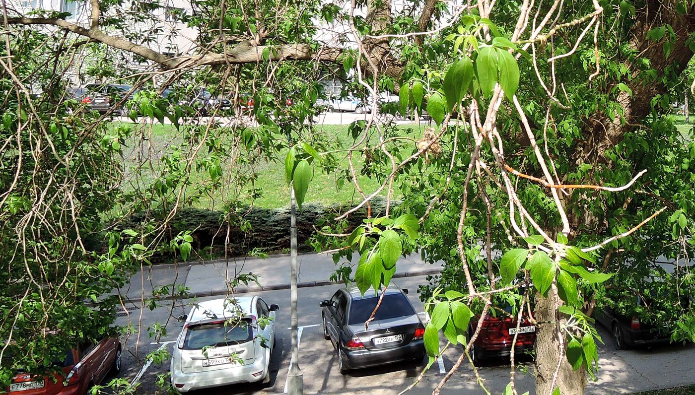 Image of Acer negundo specimen.