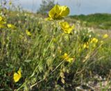 Helianthemum nummularium