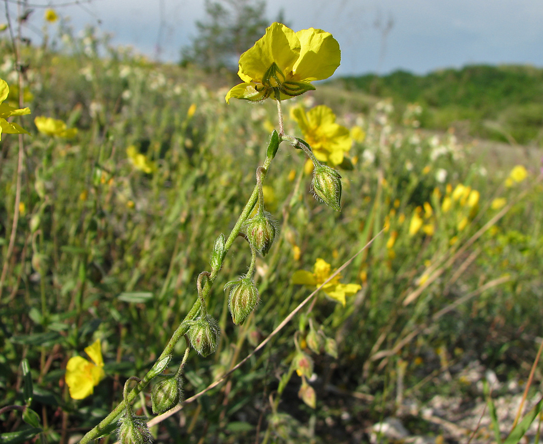 Image of Helianthemum nummularium specimen.
