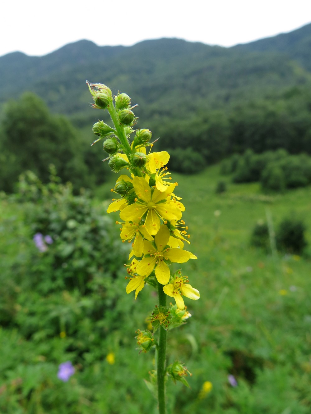 Image of Agrimonia pilosa specimen.