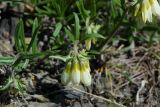 Onosma simplicissima