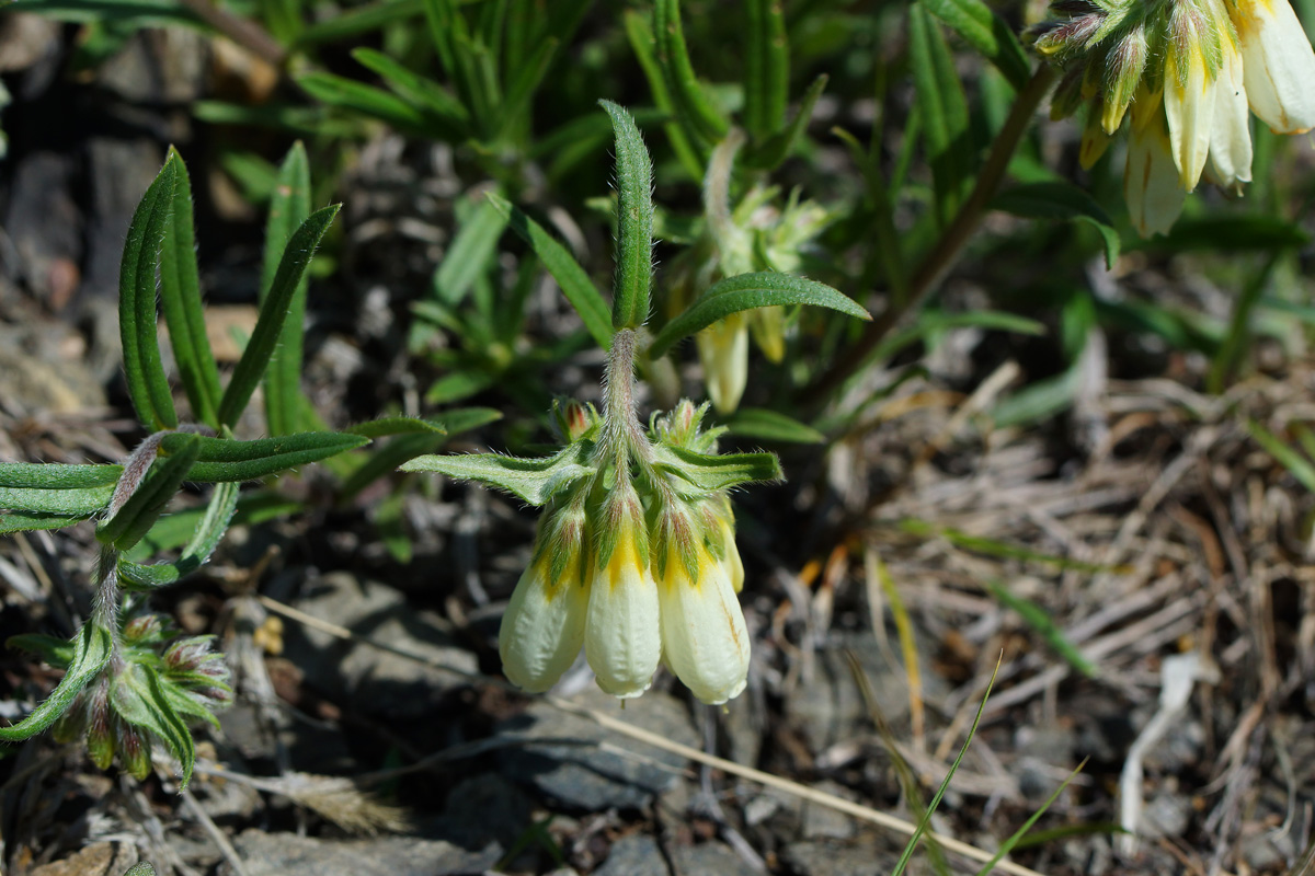 Изображение особи Onosma simplicissima.