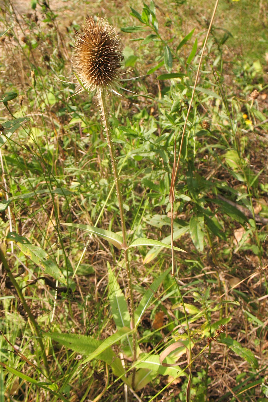 Изображение особи Dipsacus fullonum.