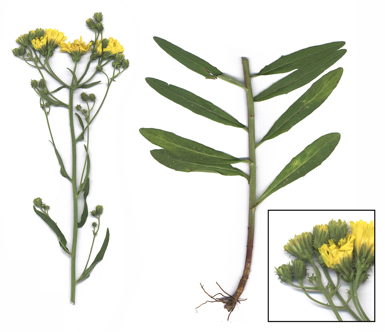 Image of Hieracium umbellatum specimen.