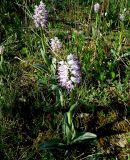 Orchis simia