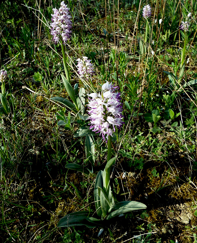 Изображение особи Orchis simia.