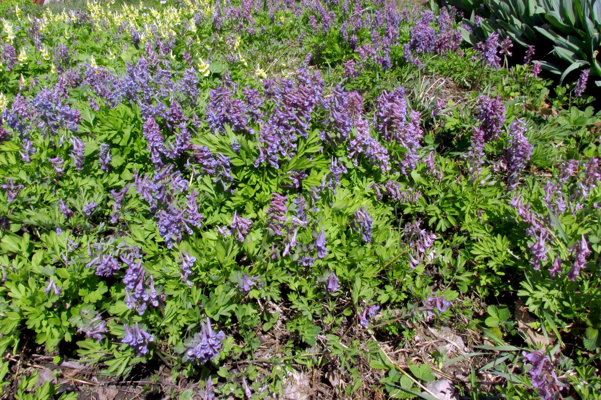 Изображение особи Corydalis nidus-serpentis.