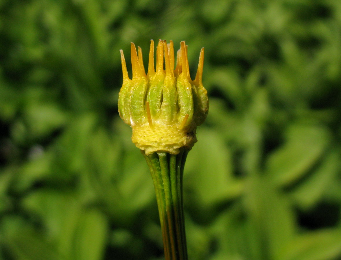 Image of Trollius kolonok specimen.