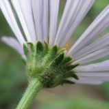 Aster alpinus