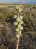 Eremurus inderiensis