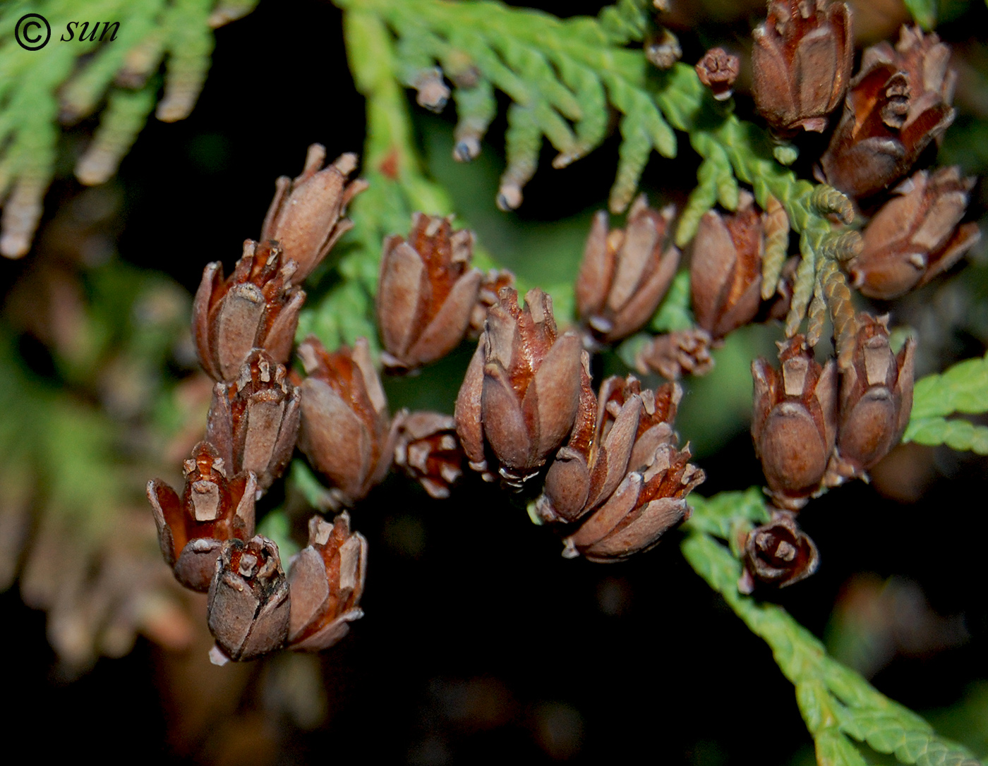 Image of Thuja occidentalis specimen.