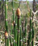 Equisetum hyemale. Верхушки побегов со стробилами. Магаданская обл., г. Магадан, окр. мкр-на Снежная Долина, долина р. Дукча, в лиственичнике у тропы. 10.06.2017.