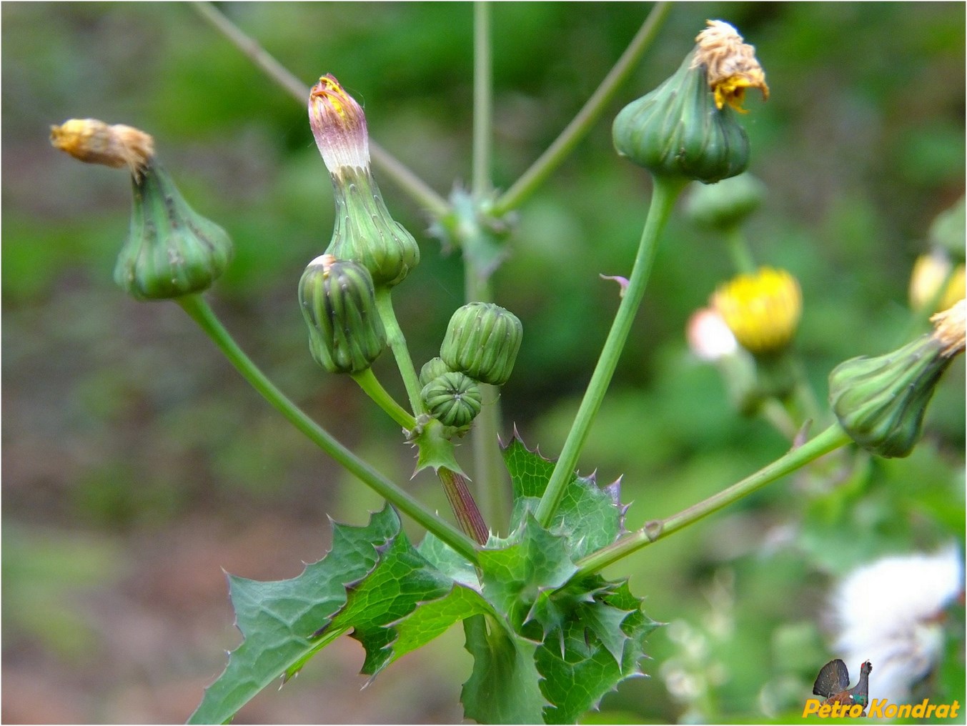 Image of Sonchus asper specimen.