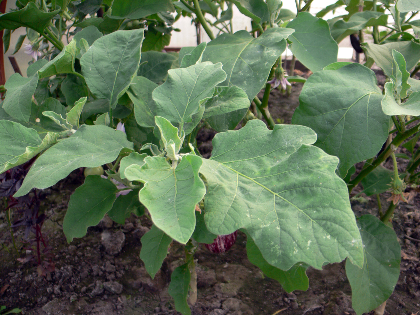 Image of Solanum melongena specimen.