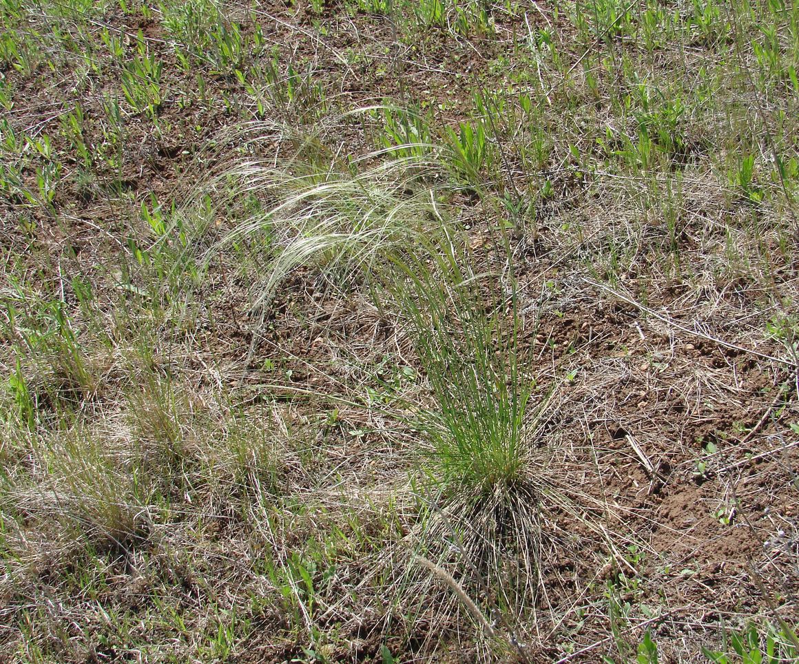 Изображение особи Stipa pennata.