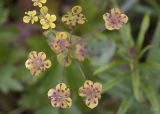 Bupleurum longifolium subspecies aureum. Соцветие. Республика Алтай, Кош-Агачский р-н, Северо-Чуйский хребет, долина р. Актру, подножие поросшего лиственницей склона юго-восточной экспозиции. 14.08.2018.