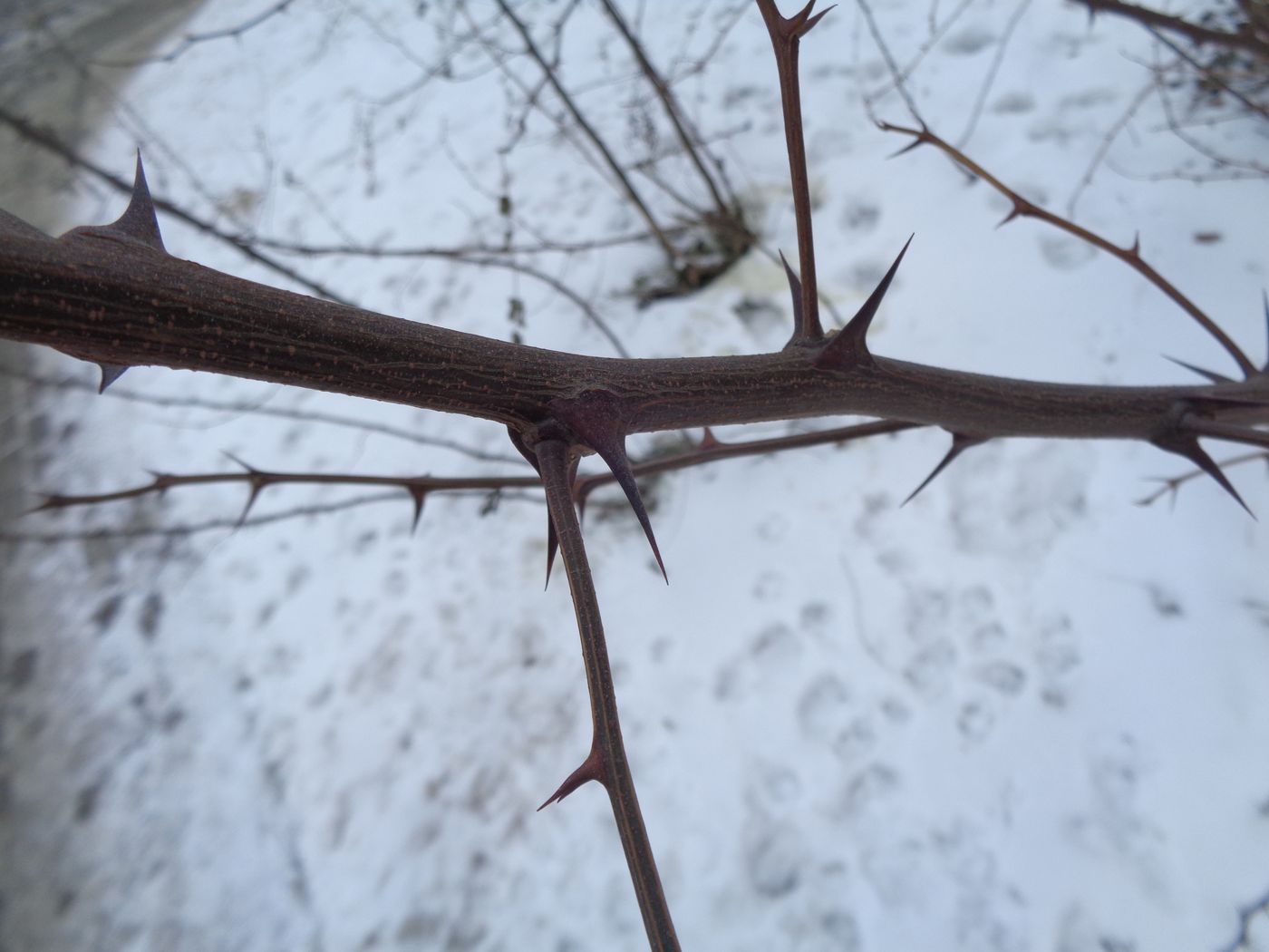 Image of Robinia pseudoacacia specimen.