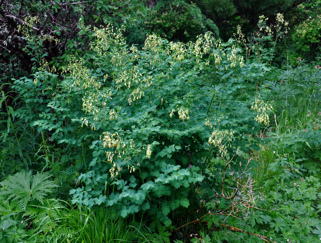 Image of Thalictrum minus specimen.