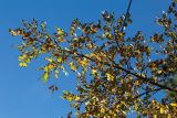 genus Fraxinus