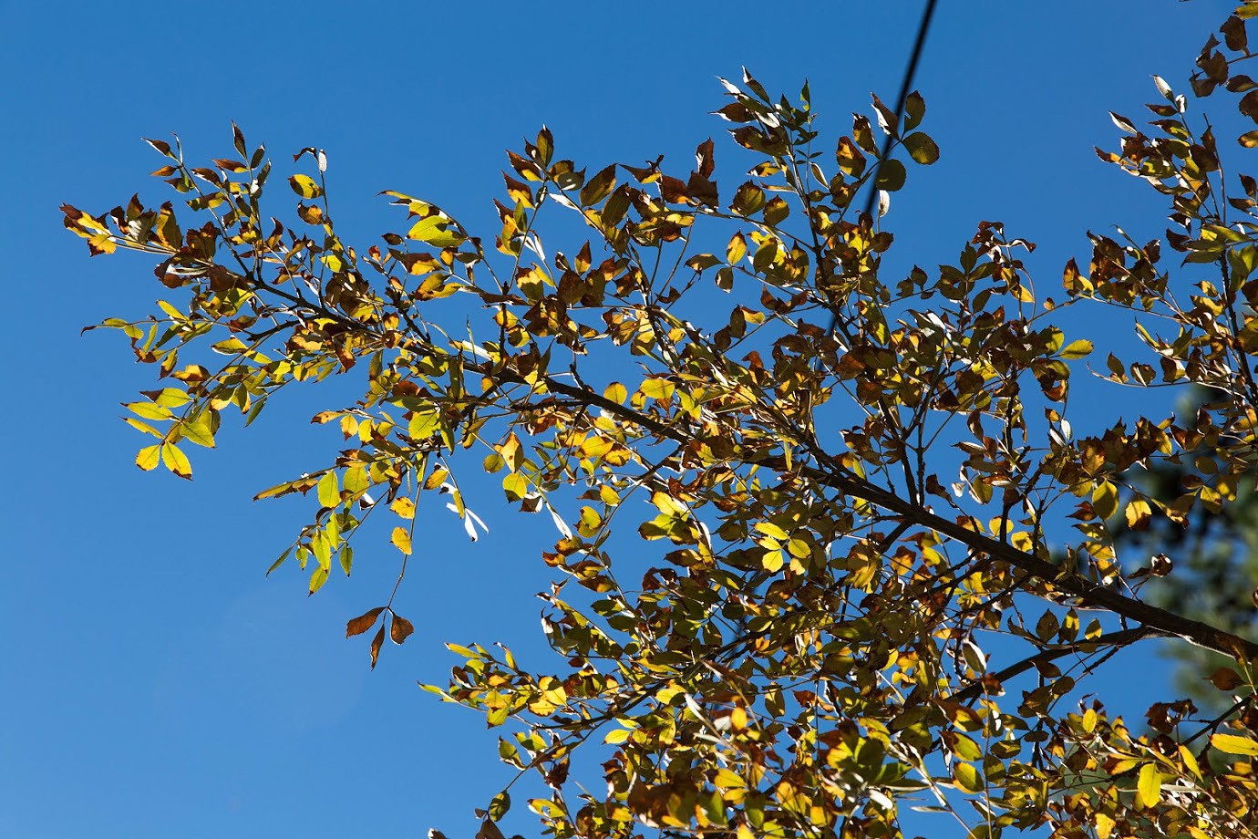 Image of genus Fraxinus specimen.