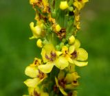 Verbascum nigrum. Часть соцветия. Московская обл., Раменский р-н, пос. Ильинский, на заросшей травой улице. 07.07.2018.