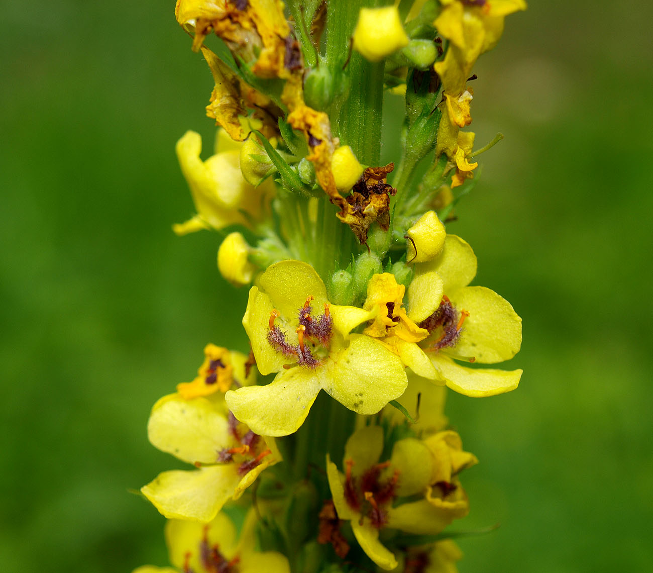 Изображение особи Verbascum nigrum.