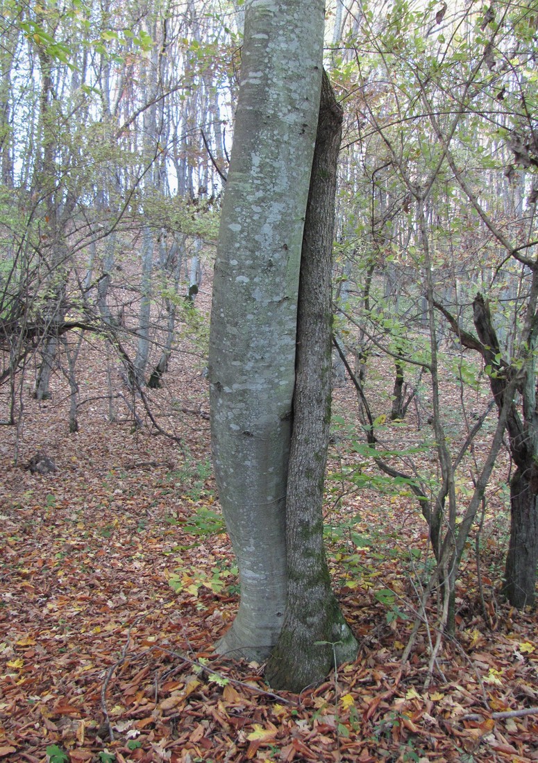 Image of Fagus orientalis specimen.