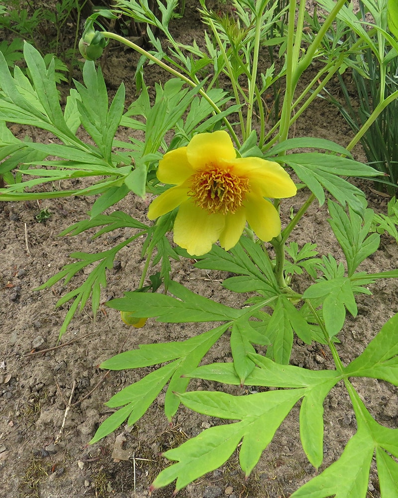 Изображение особи Paeonia delavayi.