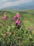 Hedysarum hedysaroides. Побеги с соцветиями. Украина, Закарпатская обл., Раховский р-н, хр. Свидовец, ≈ 1800 м н.у.м., альпийское травянисто-кустарничковое сообщество. 2 июля 2010 г.