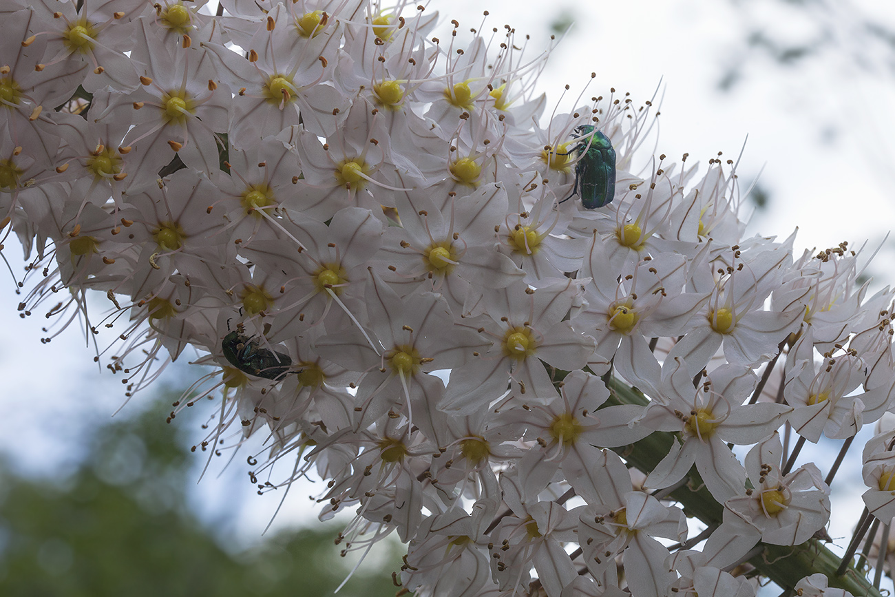 Изображение особи Eremurus robustus.