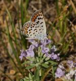 Ziziphora clinopodioides