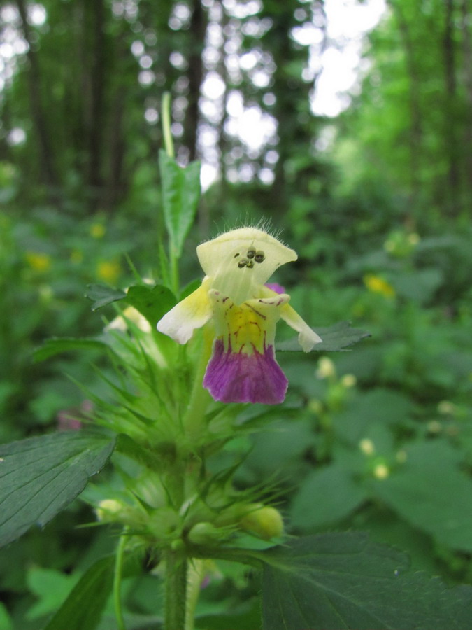 Image of Galeopsis speciosa specimen.