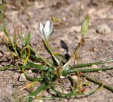 Ornithogalum pedicellare