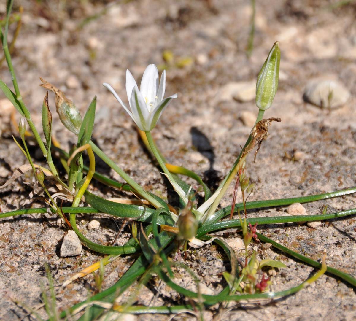 Изображение особи Ornithogalum pedicellare.