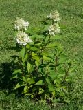 Hydrangea paniculata