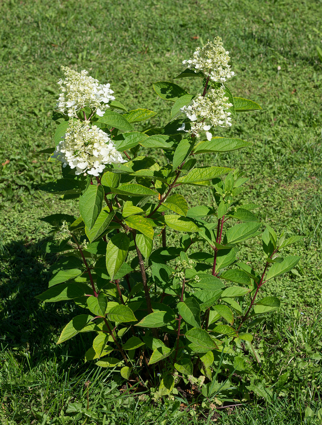 Image of Hydrangea paniculata specimen.