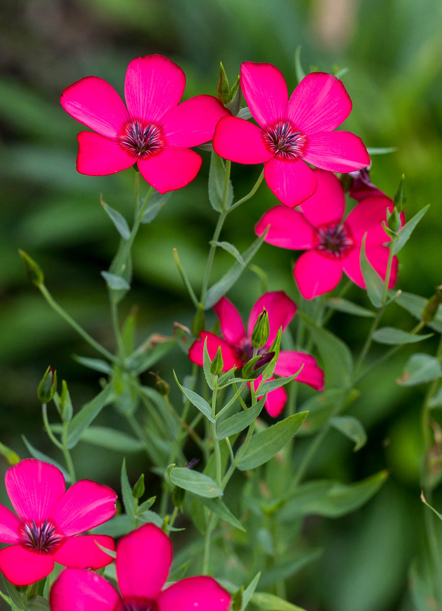 Image of Linum grandiflorum specimen.