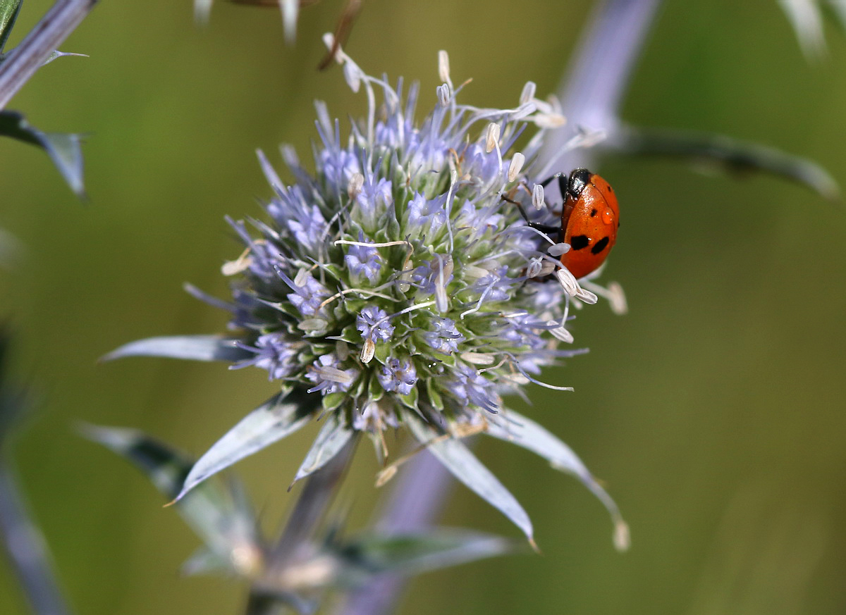 Изображение особи Eryngium planum.