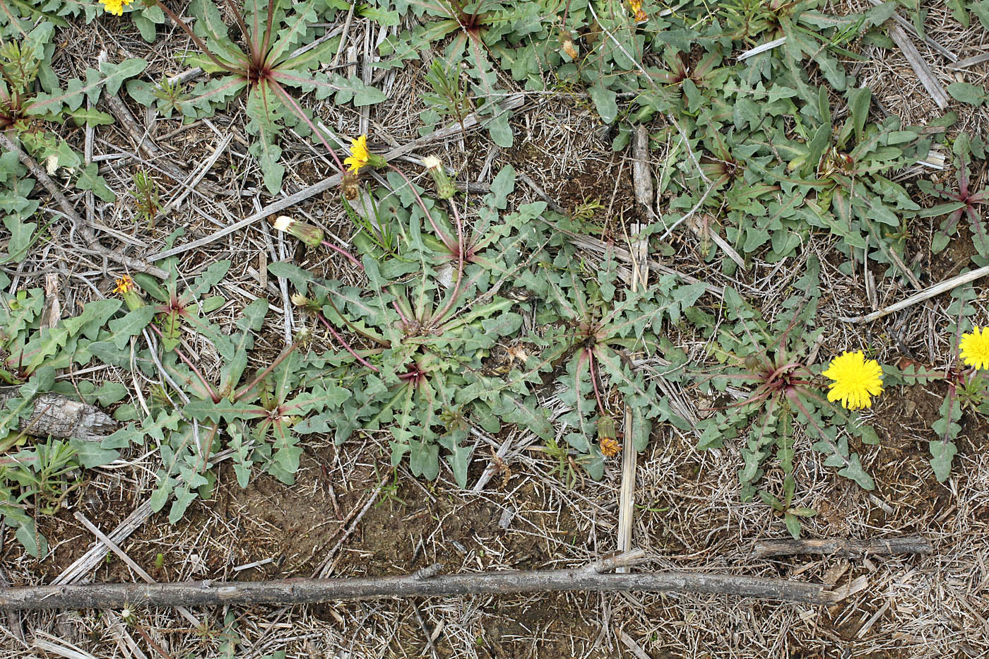 Image of Taraxacum contristans specimen.