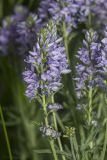Veronica jacquinii